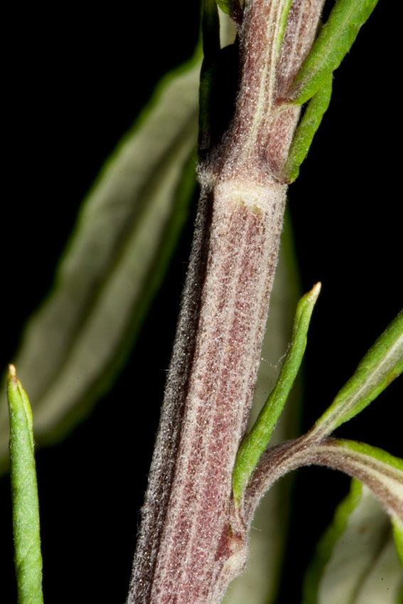 Artemisia verlotiorum / Artemisia dei fratelli Verlot