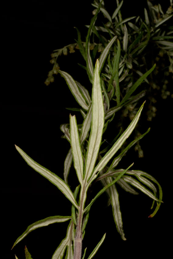 Artemisia verlotiorum / Artemisia dei fratelli Verlot