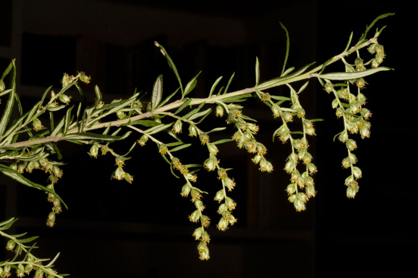 Artemisia verlotiorum / Artemisia dei fratelli Verlot