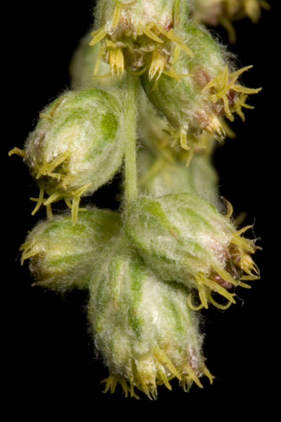 Artemisia verlotiorum / Artemisia dei fratelli Verlot