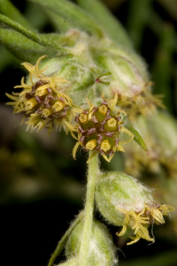 Artemisia verlotiorum / Artemisia dei fratelli Verlot