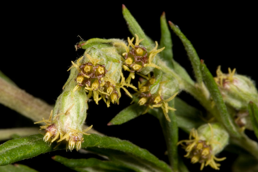 Artemisia verlotiorum / Artemisia dei fratelli Verlot