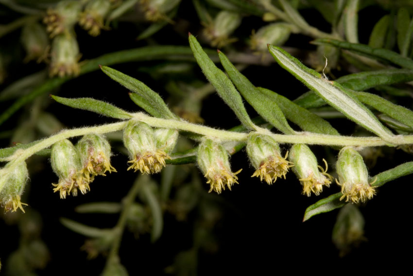 Artemisia verlotiorum / Artemisia dei fratelli Verlot