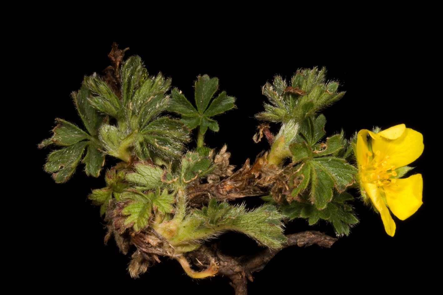 Potentilla crantzii