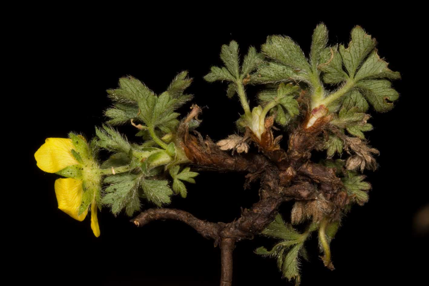 Potentilla crantzii
