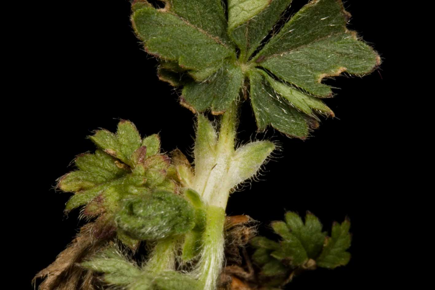 Potentilla crantzii