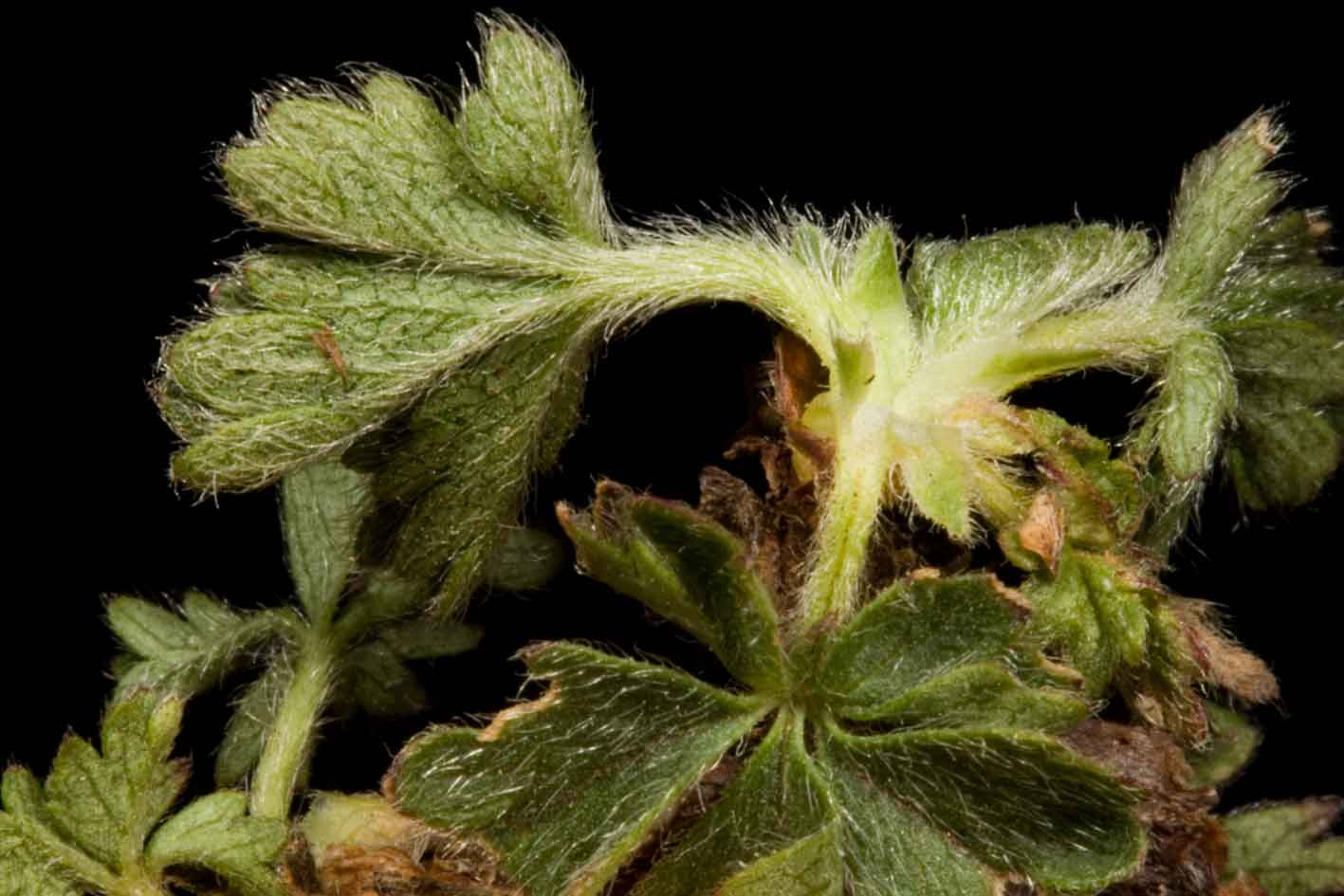Potentilla crantzii