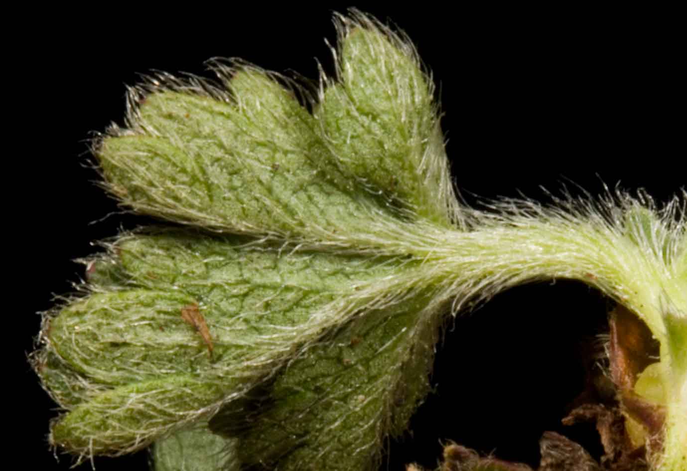 Potentilla crantzii