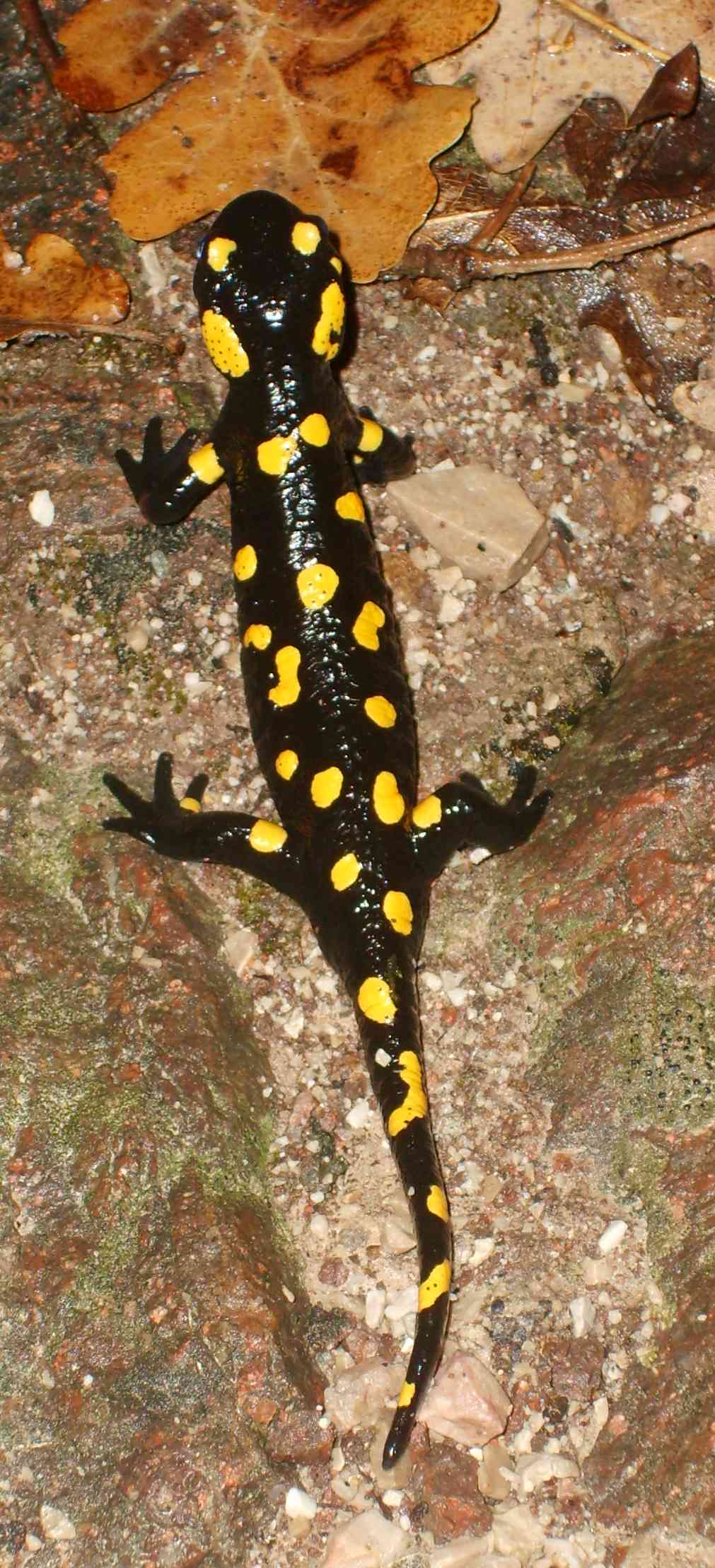 Risveglio salamandre bolzanine!