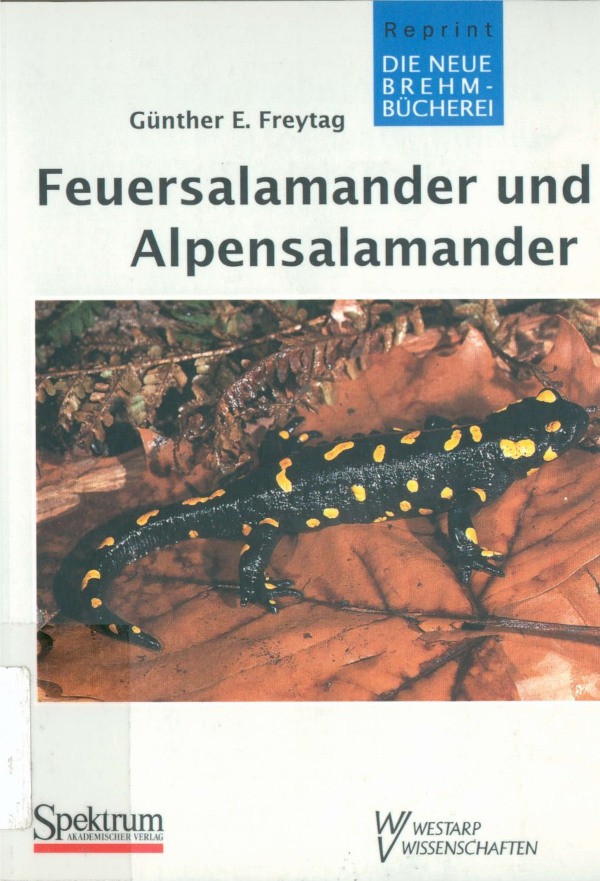 salamandra atra