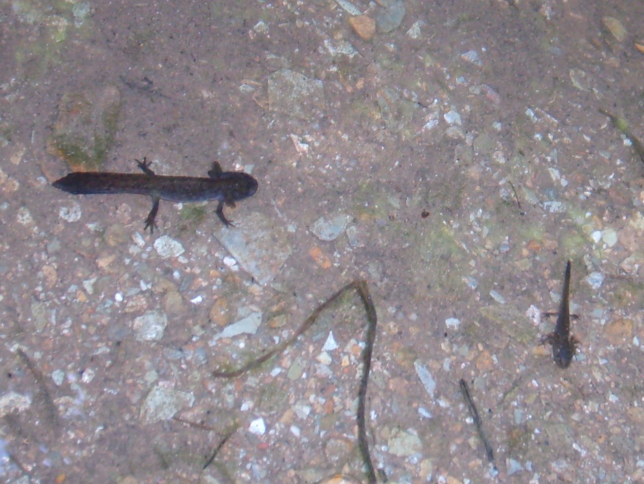Sviluppo larve di tritone alpino, Ichthyosaura alpestris