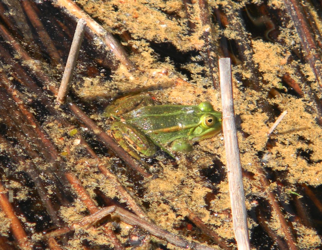 Rana lessonae? Pelophylax sp. (PC)