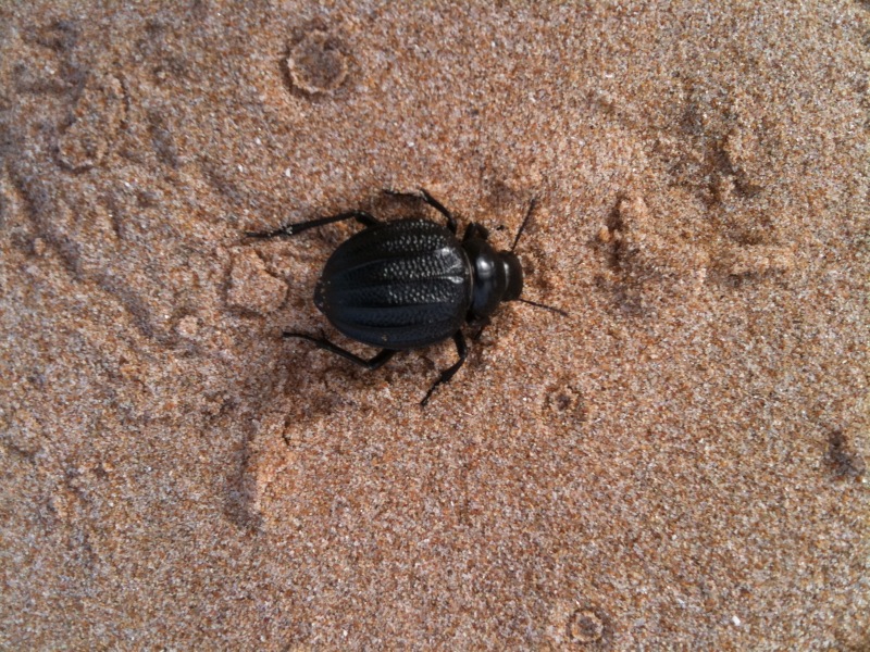 Coleottero siciliano da identificare