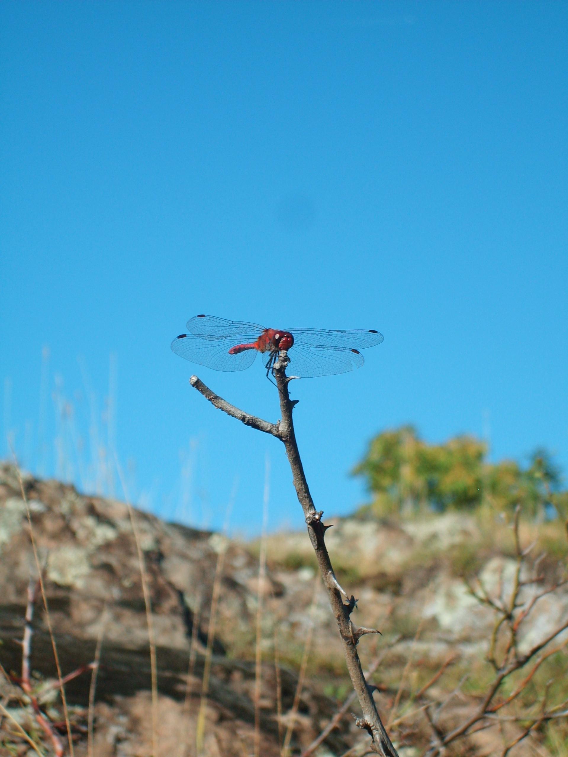 Libellula da Bolzano: Sympetrum sanguineum