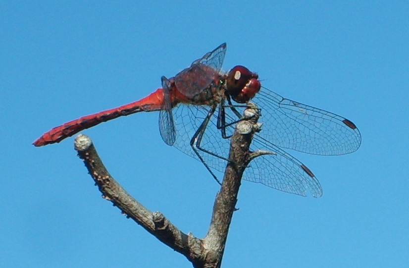 Libellula da Bolzano: Sympetrum sanguineum