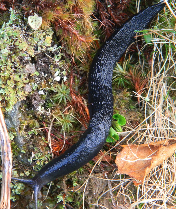 Limax cinereoniger da Ravascletto 1.900 mslm (UD)