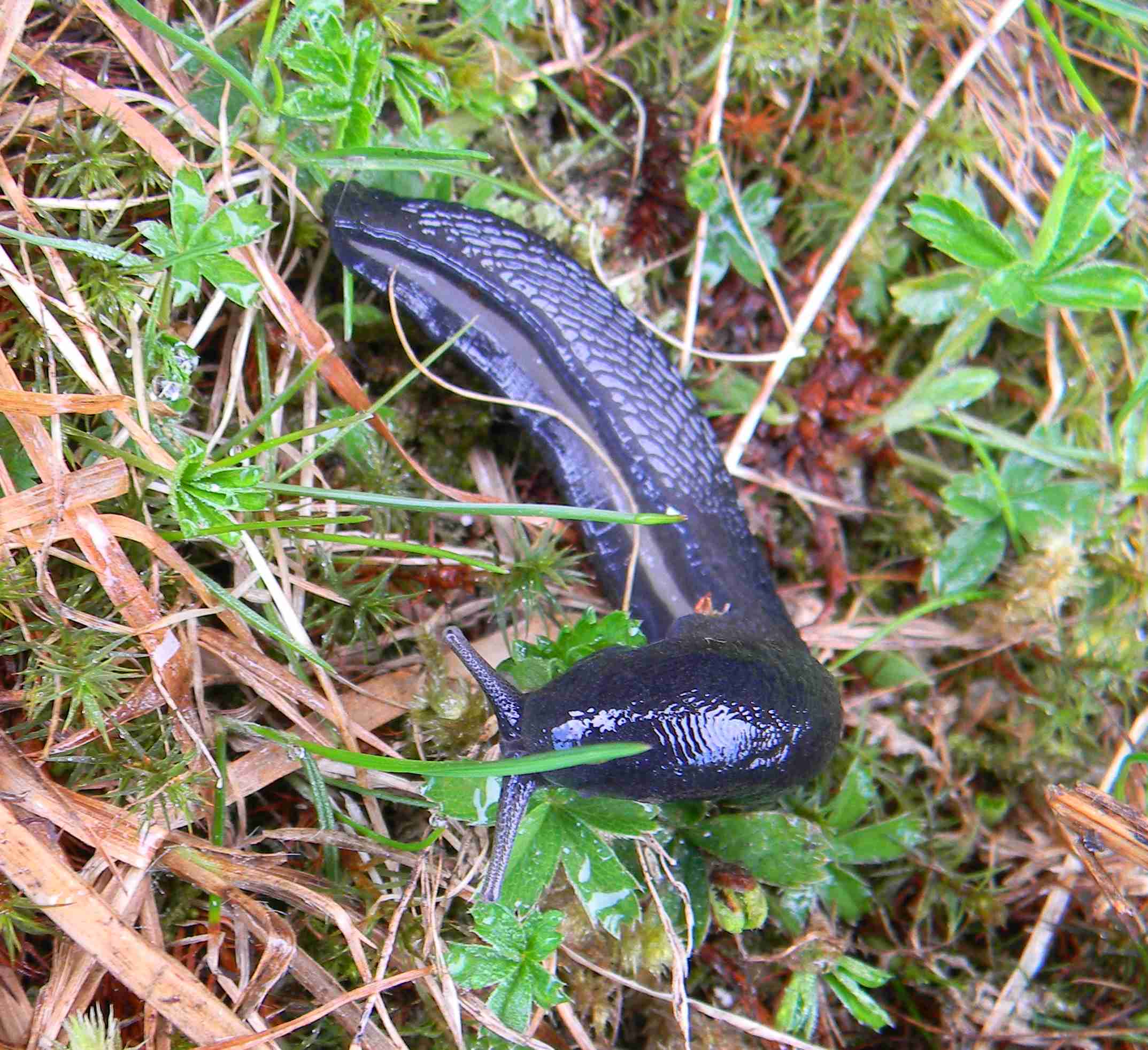 Limax cinereoniger da Ravascletto 1.900 mslm (UD)