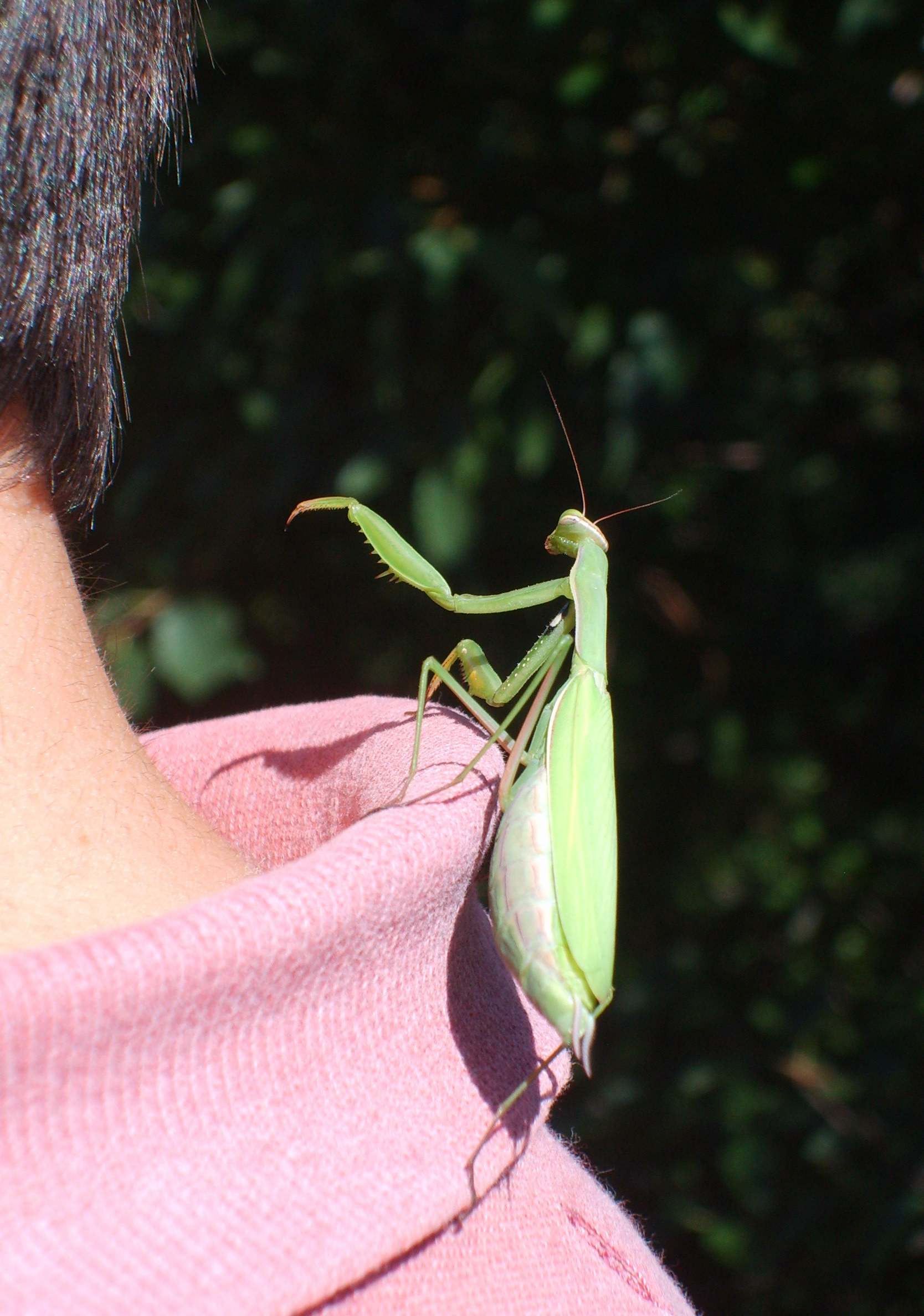 Mantide: come si chiama? Mantis religiosa