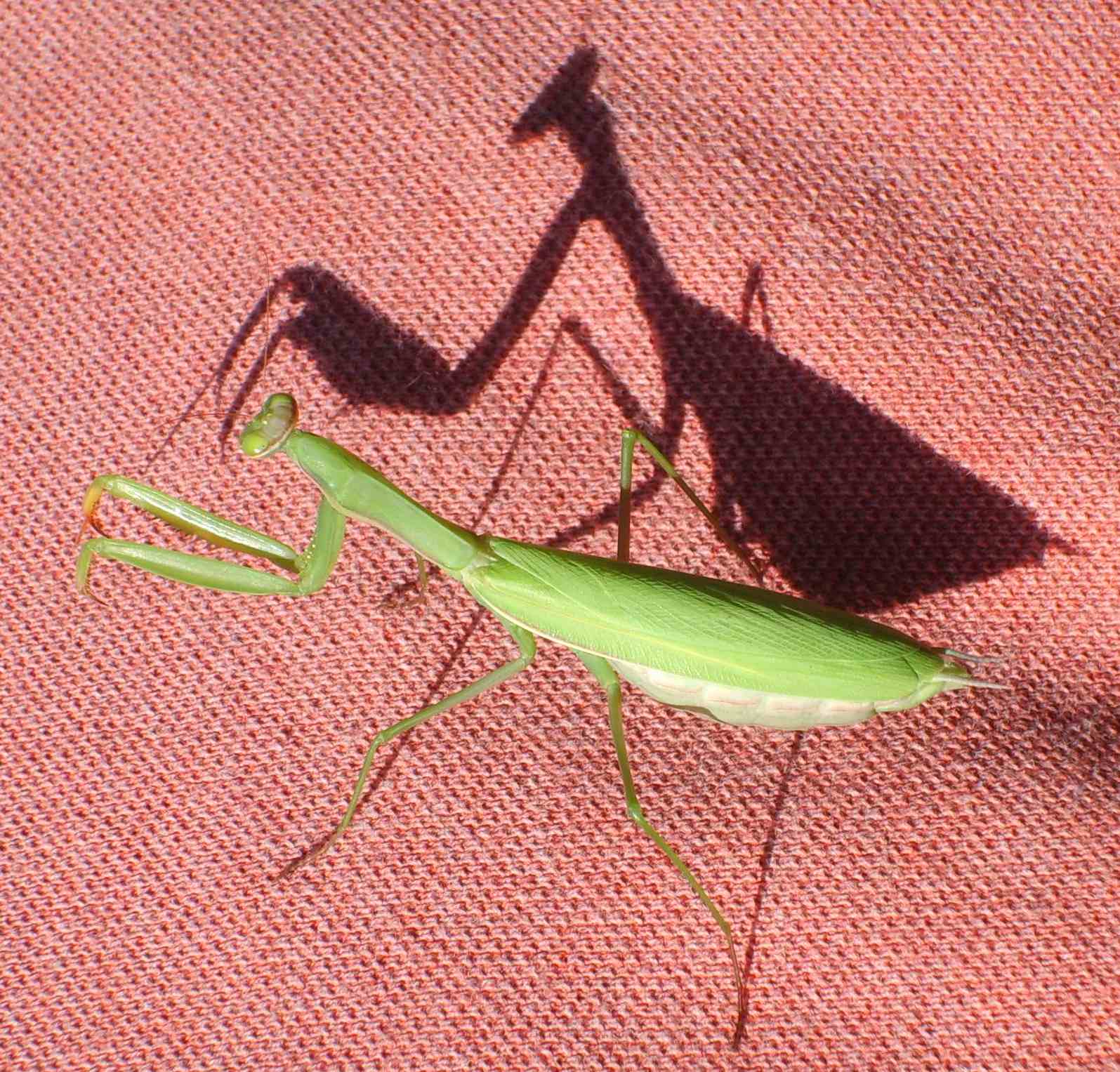 Mantide: come si chiama? Mantis religiosa
