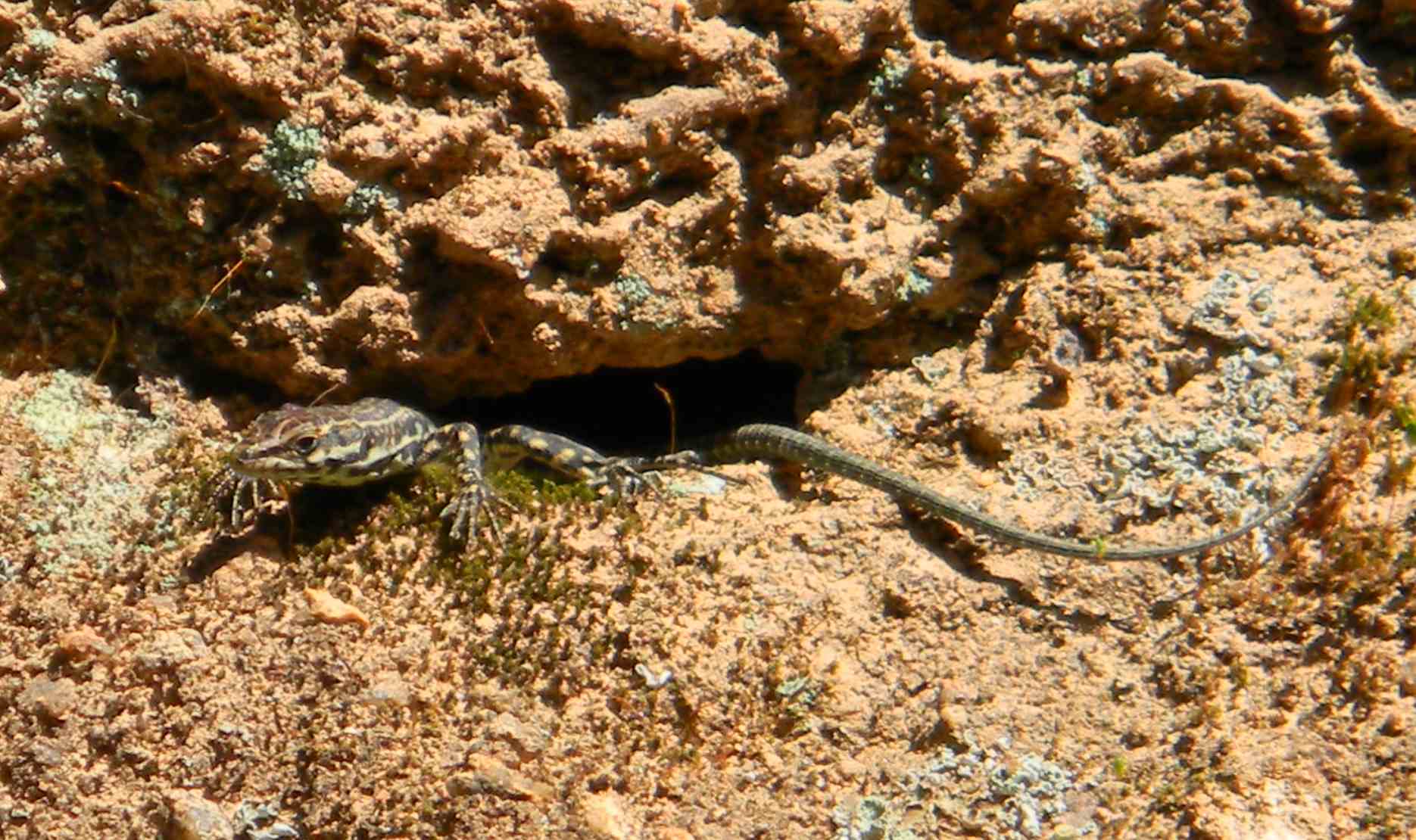 Podarcis tiliguerta - Lucertola tirrenica