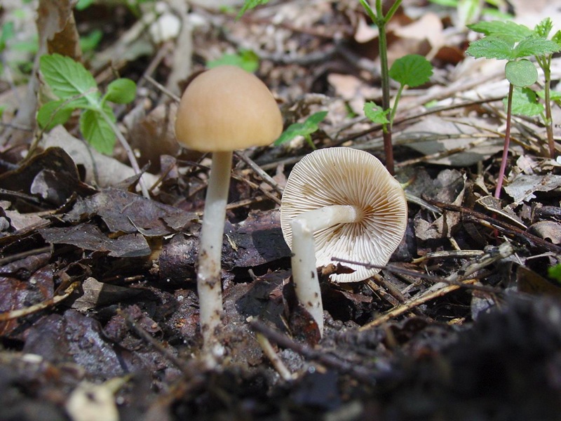 Psathyrella spadiceogrisea