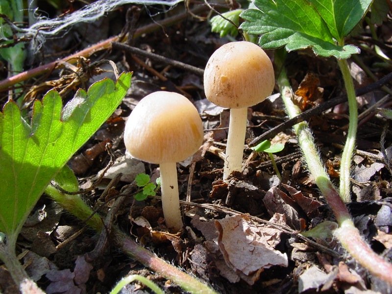 Psathyrella spadiceogrisea