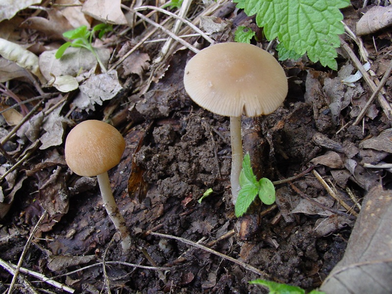 Psathyrella spadiceogrisea