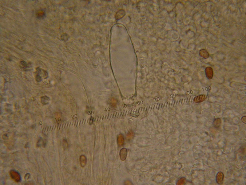 Psathyrella spadiceogrisea