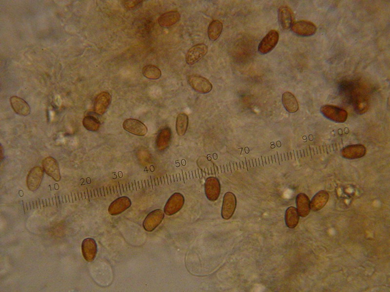 Psathyrella spadiceogrisea