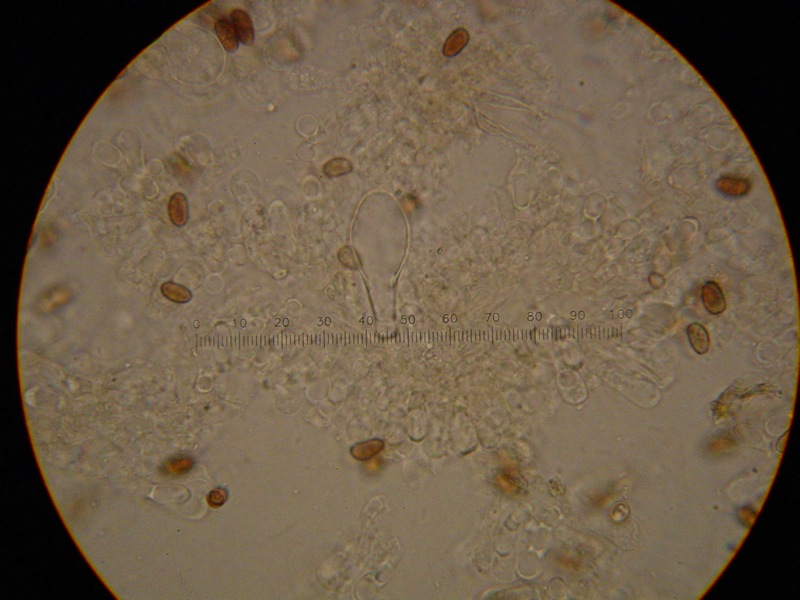 Psathyrella spadiceogrisea
