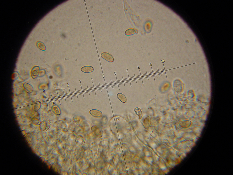 Simocybe da confermare