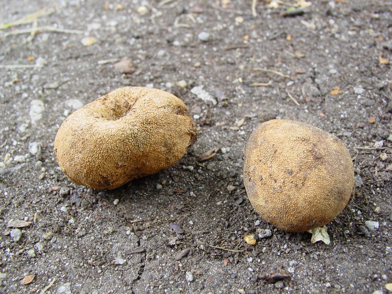 Il quiz dei girasoli