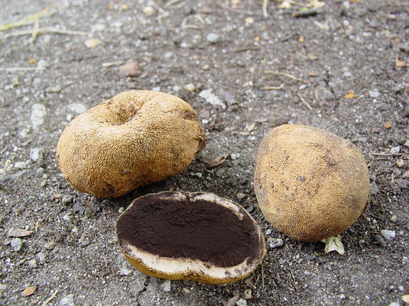 Il quiz dei girasoli