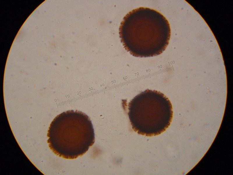 Il quiz dei girasoli