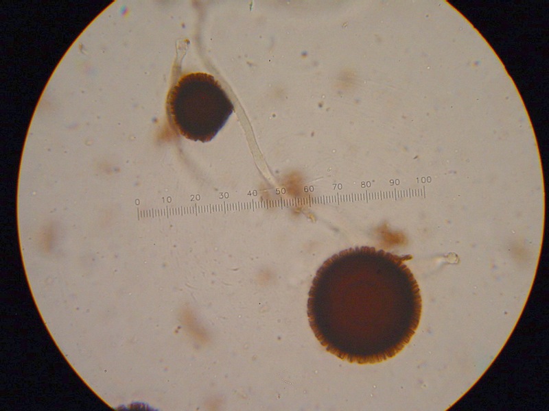 Il quiz dei girasoli