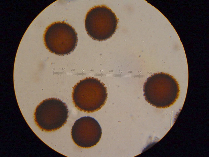 Il quiz dei girasoli