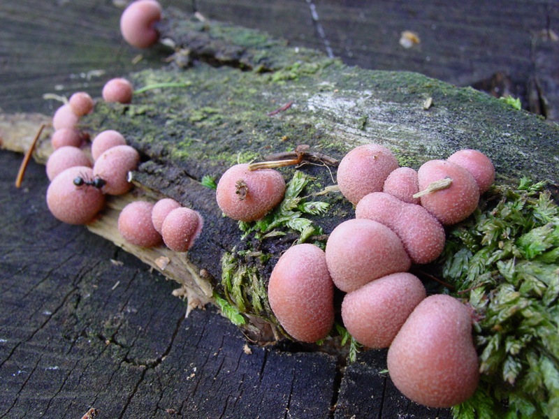 Ritrovamento del 20.04.2010.