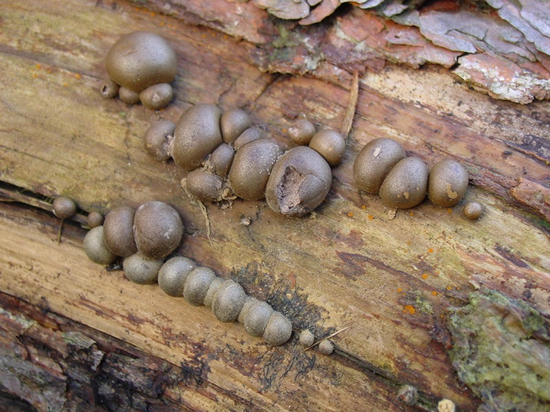 Ritrovamento del 20.04.2010.