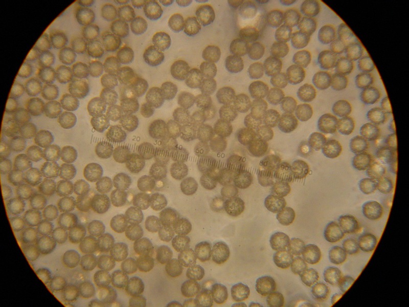 Ritrovamento del 20.04.2010.