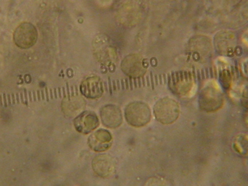 Ritrovamento del 20.04.2010.