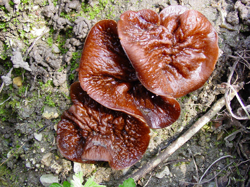 Pachyella lazzariana?