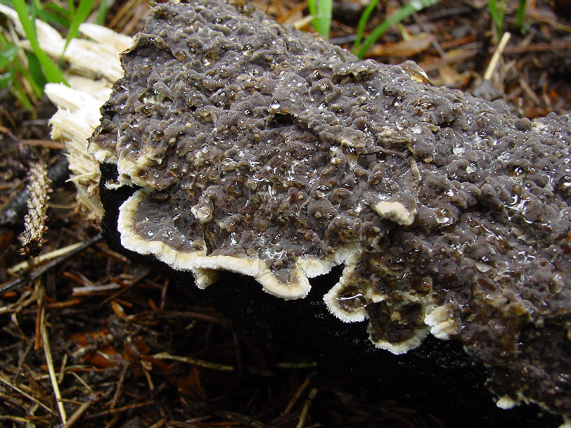 crosta porporacea