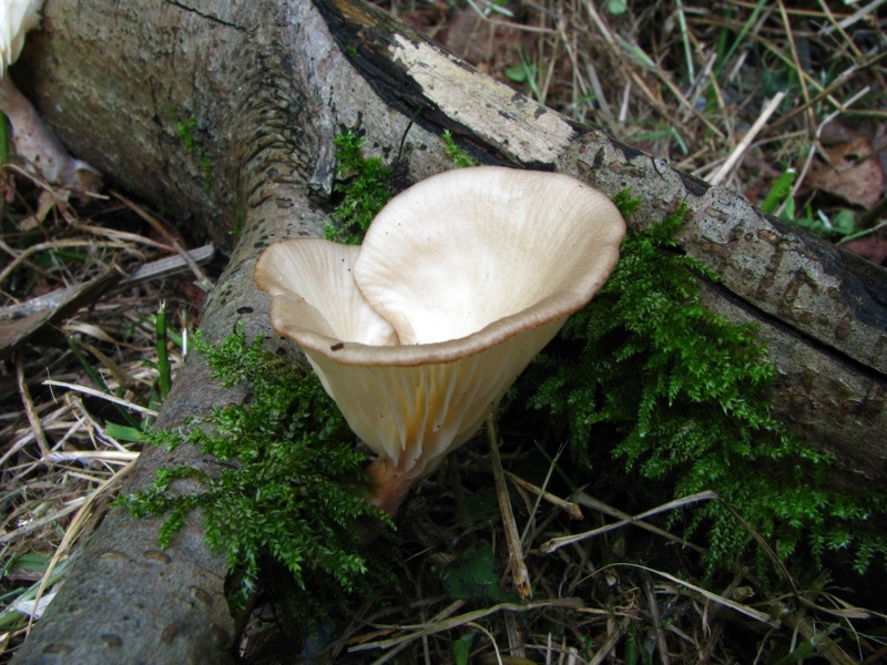 Da solo non ci riesco