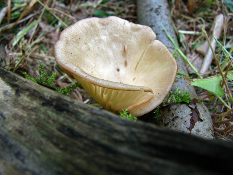 Da solo non ci riesco