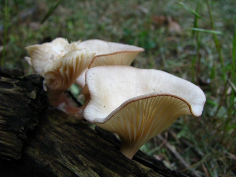 Da solo non ci riesco