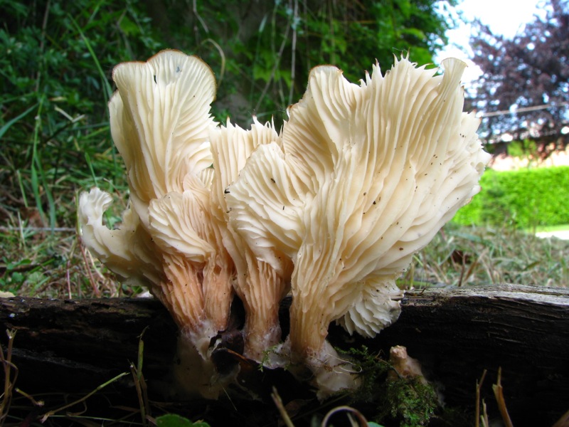 Da solo non ci riesco