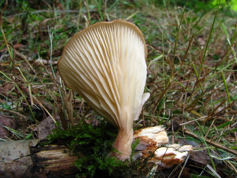 Da solo non ci riesco