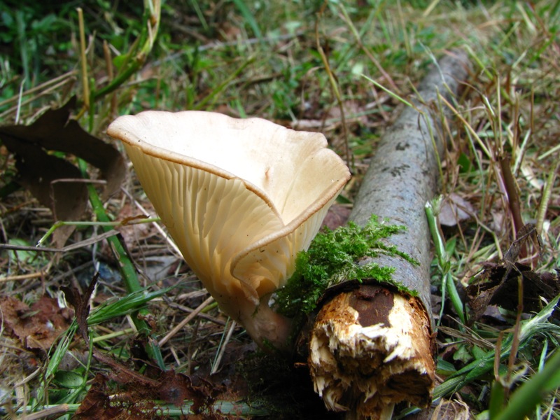 Da solo non ci riesco