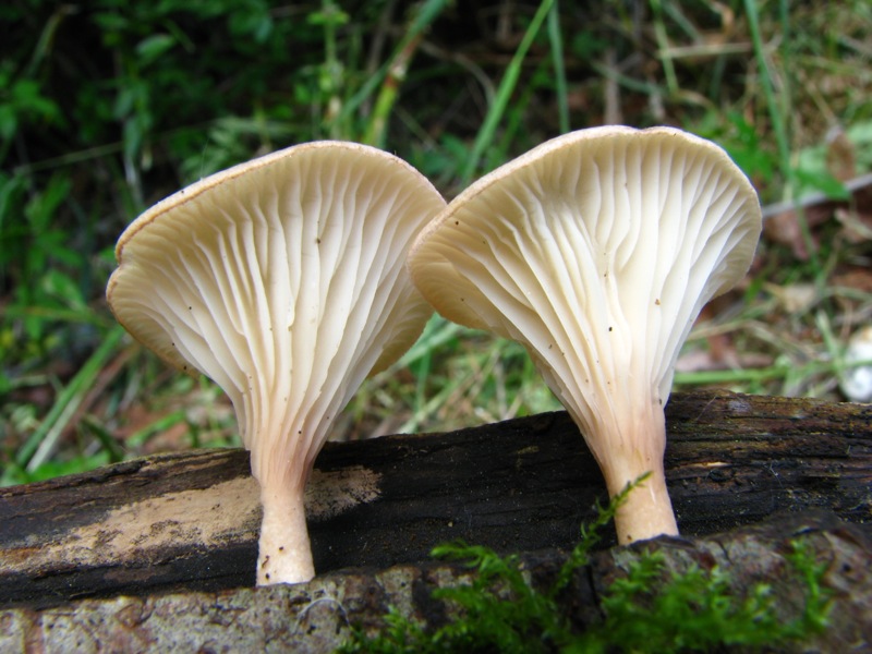 Da solo non ci riesco