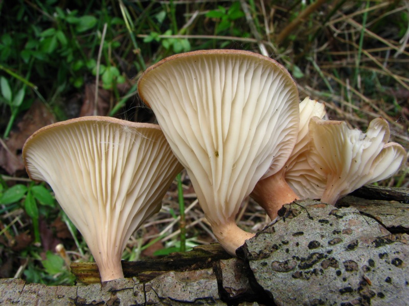 Da solo non ci riesco